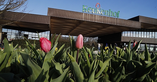 Hollanda'nın lale bahçesi Keukenhof ziyaretçilerine kapılarını açtı