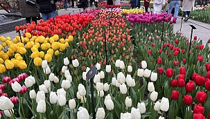 Hollanda'da dünyanın en büyük lale bahçelerinden Keukenhof, 75. kez ziyarete açıldı