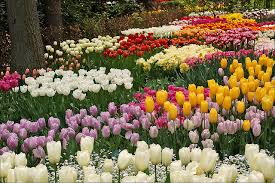 Dünyanın en büyük çiçek bahçesi Keukenhof