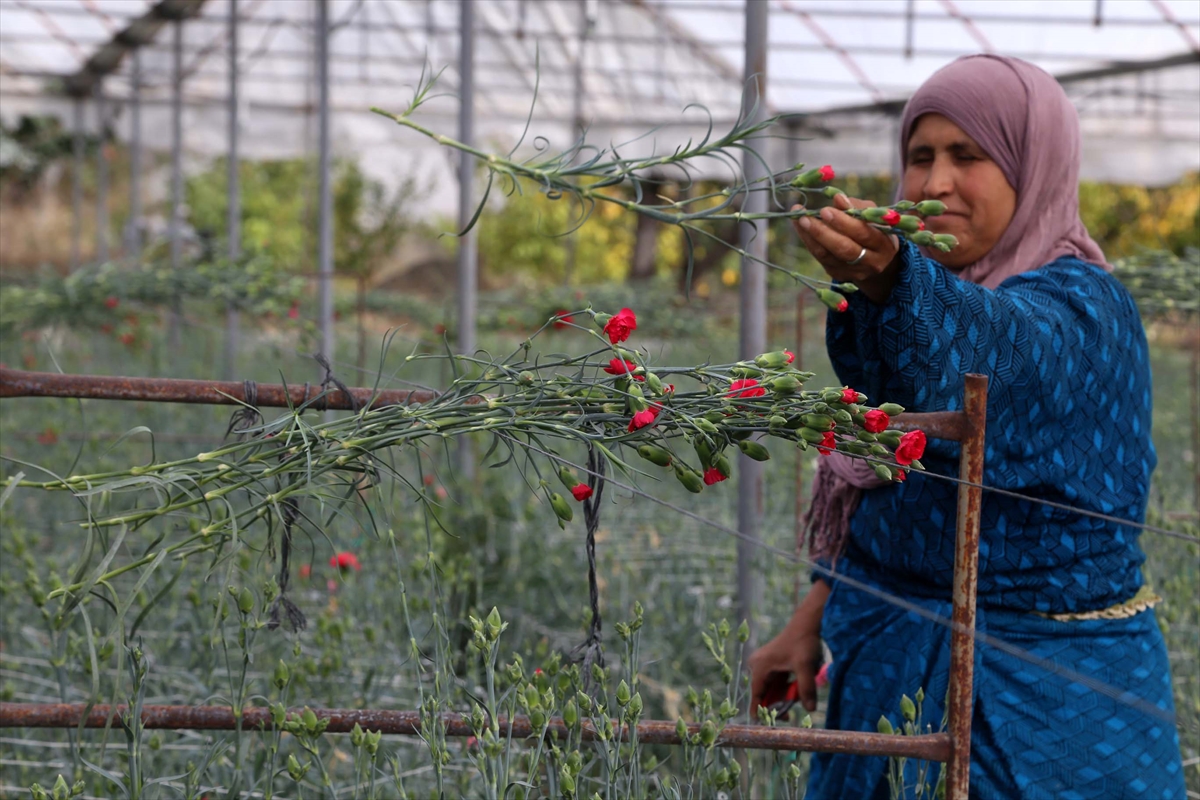 Köyden Avrupa'ya 30 milyon dal kesme çiçek ihracatı