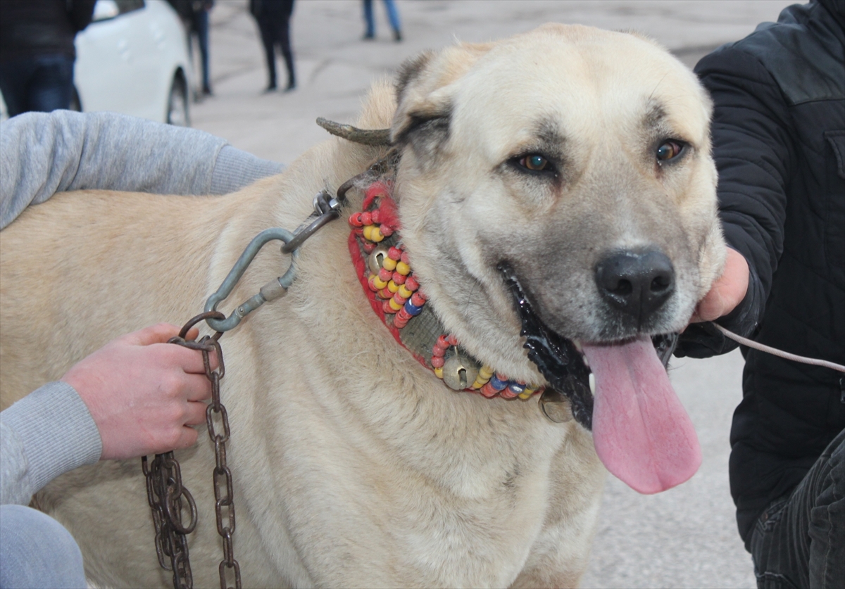 Suluova'da Hollanda'yı kangal köpekleri ile protesto ettiler