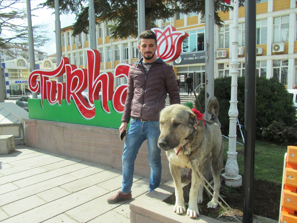 Hollanda'nın skandal tavrına tepkiler