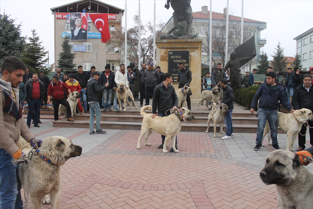 Hollanda'ya Kangal köpekli tepki