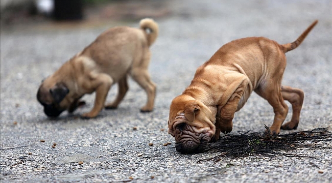 Kapalı otoparkta köpeğin saldırısına uğrayan kadın ağır yaralandı