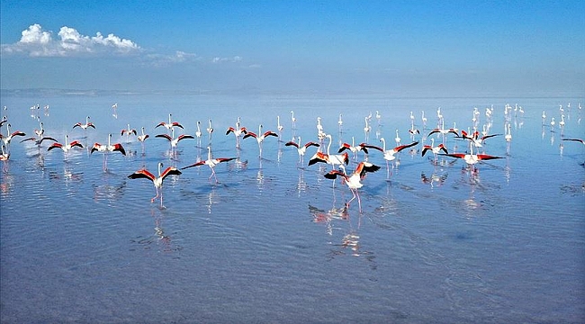 Flamingoların yaşam cenneti: Tuz Gölü