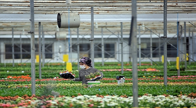 Çiçek seralarında Sevgililer Günü telaşı yaşanıyor