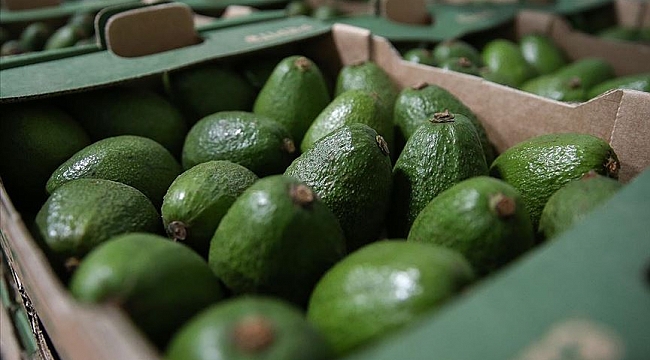 Hollanda avokado ithal ve ihracatında Avrupanın kilit ülkesi