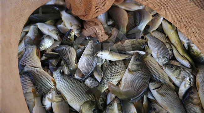 AB mahkemesi, elektrikle balıkçılık yasağına karşı açılan davayı reddetti