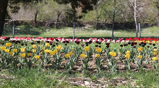 Antalya'da 10 bin lale soğanının açan çiçekleri görsel şölen sunuyor