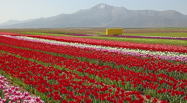 Burası Karaman, Hollanda'dan Türkiye'deki köyüne kesin dönüş yaptı