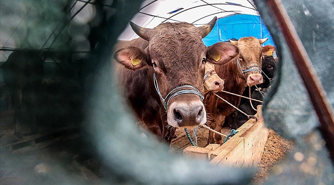 Hollanda'dan 1,8 milyar euroluk canlı hayvan ihracatı