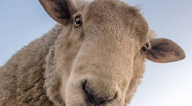 Hollanda'da kazaya neden olan koyun polis tarafından vuruldu