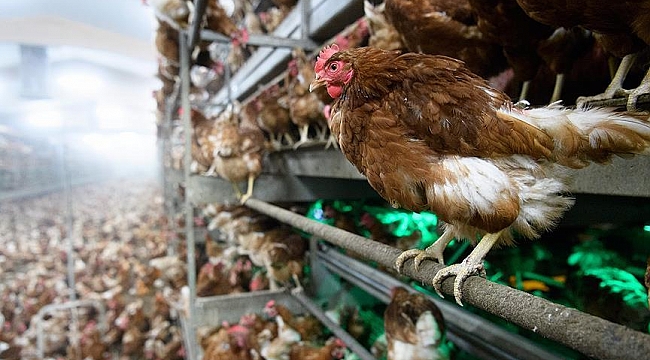 Hollanda'nın Putten kasabasındaki Tavuk Çiftliğinde kuş gribi nedeniyle 110 bin tavuk ıtlaf edildi