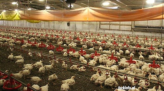 Hollanda'da 170 bin fazla tavuk daha itlaf edildi