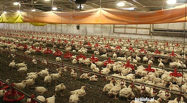 Hollanda'da 170 bin fazla tavuk daha itlaf edildi