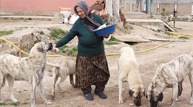 Yozgat'ta 75 yaşındaki gurbetçi kadın sahipsiz köpeklere bahçesini açtı