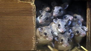 Hollanda'da bir evde Fare İstilası! Binden fazla fare çıktı