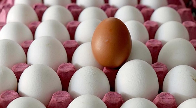 Hollanda'da Yumurtaya fiyatlarında yaşanan artış devam ediyor
