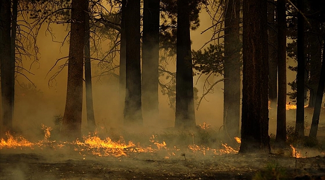 Almanya'da orman yangını nedeniyle 2 yerleşim birimi tahliye edilecek