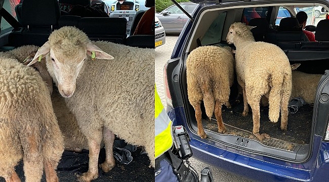 Koyun hırsızı Romanyalılar 3 koyun ile yakalandı