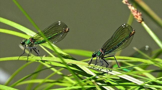 ASELSAN werkt aan een micro-UAV ter grootte van een insect