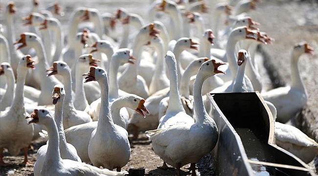 Hollanda'da kuş gribi nedeniyle 3 bin ördek itlaf edildi