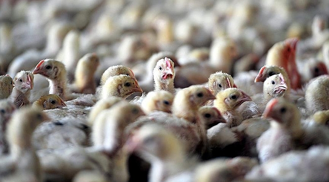Groningen iki tavuk çiftliğinde Kuş Gribi Nedeniyle 43.000 Hayvan İtlaf Edildi