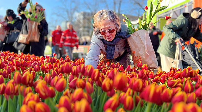 Hollanda'da "Ulusal Lale Günü" etkinliği düzenlendi