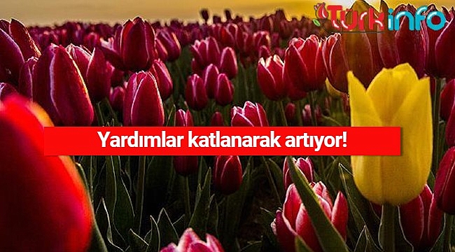 Hollanda’da Lalenin başkenti Leiden 127 bin euro bağışladı
