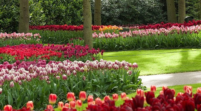 Keukenhof, het mooiste lentepark ter wereld, heeft haar deuren geopend!