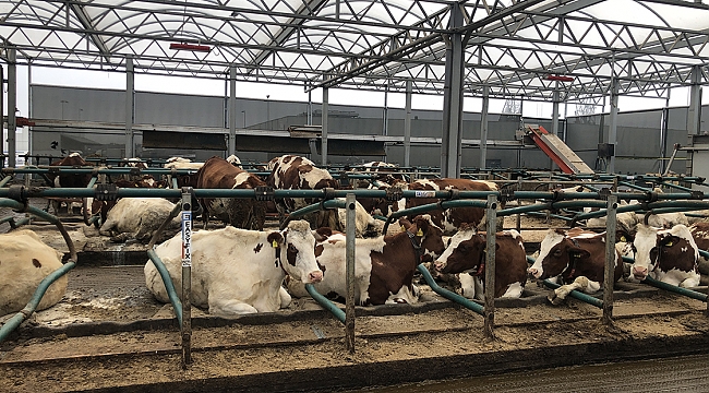 Hollanda'da ineklere kötü muamele yapılan hayvan toplama merkezi kapatıldı