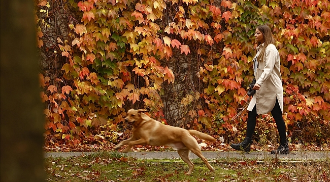 Hollanda'da sokak köpeği sayısı sıfır