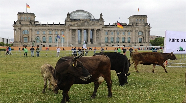 Almanya'da çevreciler ineklerini Meclis bahçesinde otlattı 