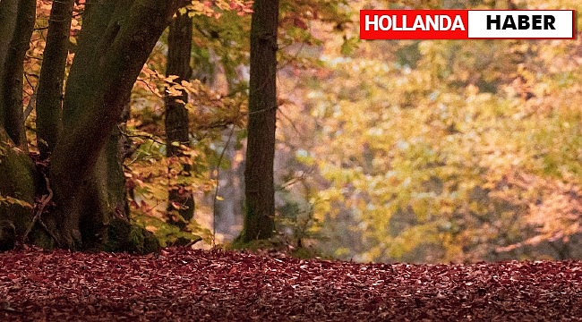 Hollanda'da Sonbahar kendini hissettirecek! Sıcaklıklar 10 derece birden düşüyor