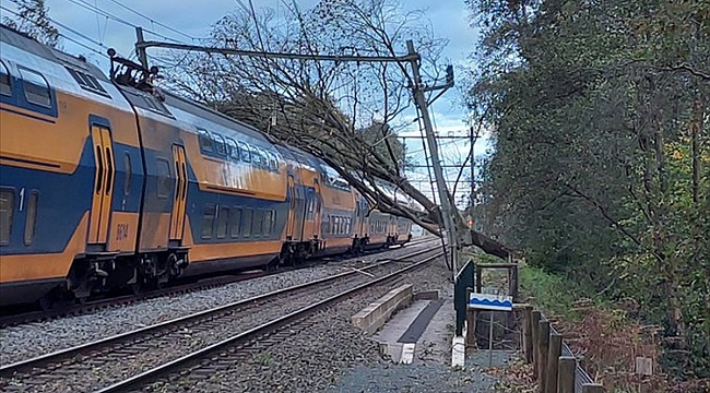 Hollanda'da Ciaran Fırtınası nedeniyle üzerine ağaç devrilen 1 kişi öldü