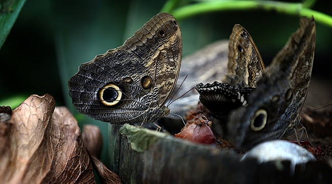 Konya Tropisch Vlinderpark trekt in 8 jaar tijd 3 miljoen bezoekers