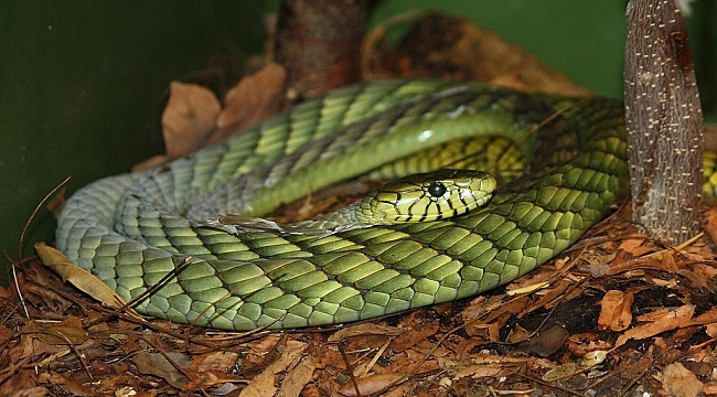 Tilburg'da çok zehirli yeşil Mamba yılanı kaçtı, vatandaşlara uyarı