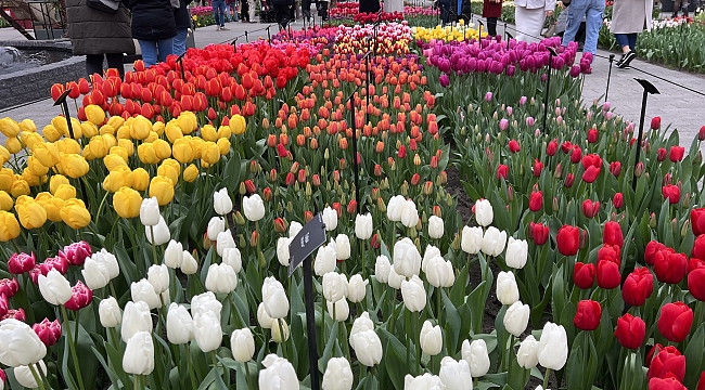 Hollanda'da dünyanın en büyük lale bahçelerinden Keukenhof, 75. kez ziyarete açıldı