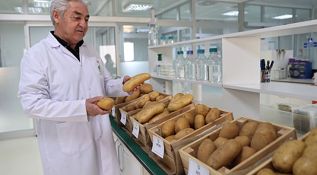 Hollandalının sözü ağrına giden girişimci Türkiyeye 23 çeşit yerli patates tohumu kazandırdı