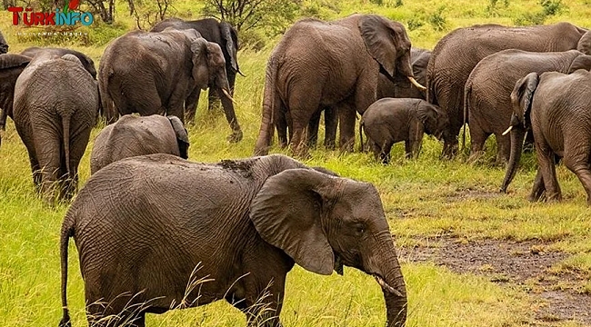 Botsvana, Almanya'yı 20 bin fil göndermekle tehdit etti