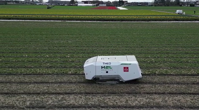 Hollanda'da yapay zeka destekli robot "Theo", lale üretimindeki maliyeti azaltılıyor