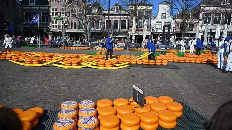 Hollanda’nın Geleneksel Peynir Pazarı Açıldı