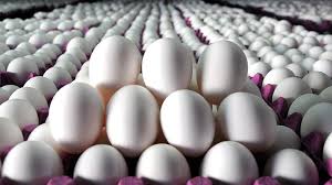Yumurta fiyatları Hollanda'da yüzde 26,3 arttı