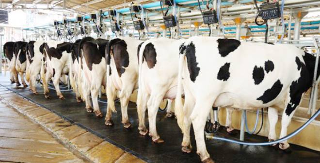 Grotere melkveebedrijven en meer melk