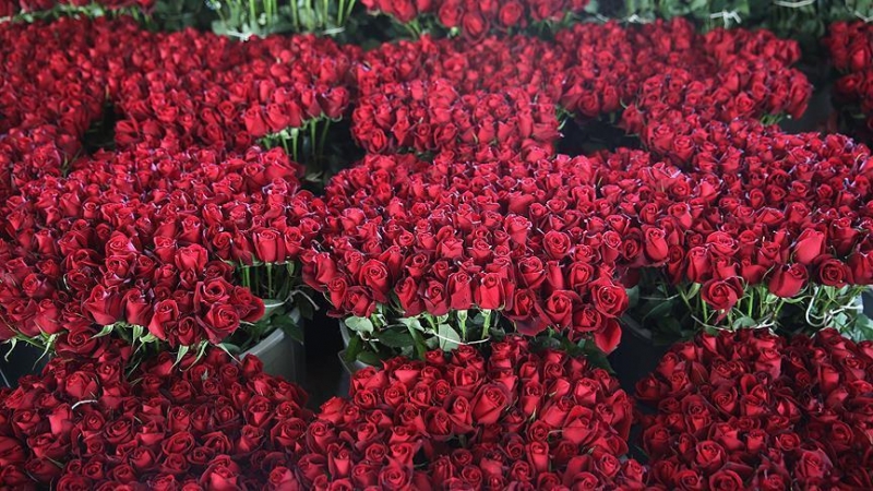 Jaarlijkse verkoop van Valentijnsbloesems ter waarde van $ 475 miljoen in Turkije