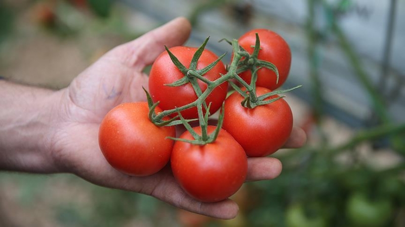 Rusland verdubbel iomport tomaten uit Turkije