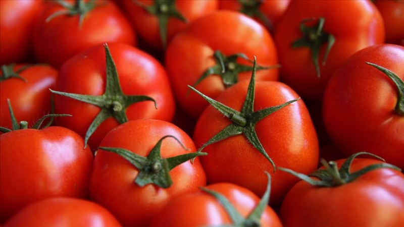 Turkije exporteert tomaten naar 57 landen