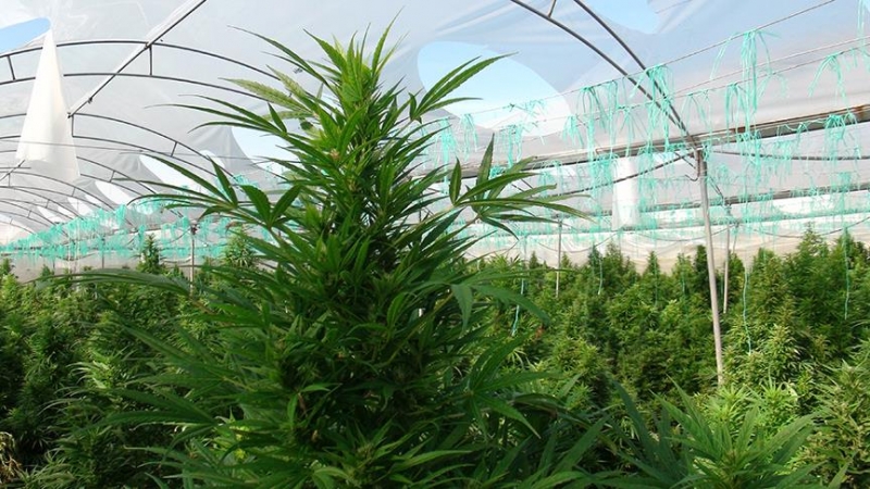 Turkije: samenwerking met Nederland kan onze productie van cannabis versnellen