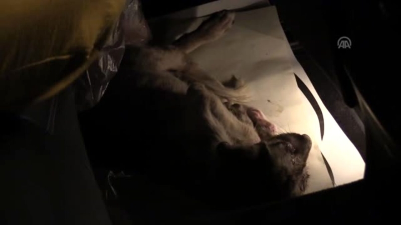 Yolda bulduğu yaralı köpeği kurtarmak için 80 kilometre giden Gurbetçi