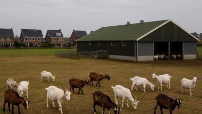 Hollanda Sağlık Konseyi: Keçi Çiftliklerinin Yakınında Zatürre Riski Yüzde 73 Artıyor
